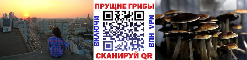 mega вход  Сысерть  Псилоцибиновые грибы Cubensis 